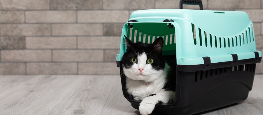 Katze in Transportbox