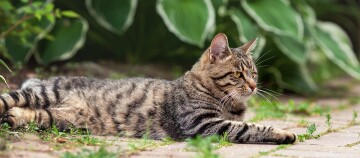 Gemusterte Hauskatze liegt entspannt auf gepflastertem Gartenweg mit grünen Blättern im Hintergrund