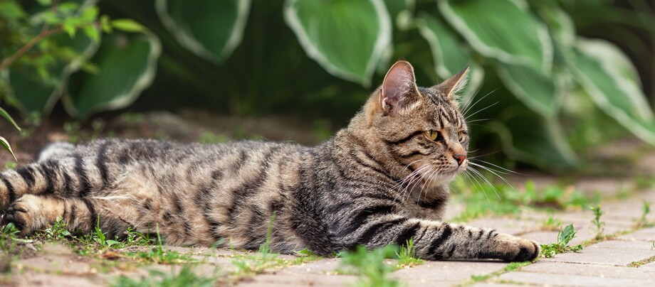 Katze liegt auf Steinboden