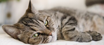 Nahaufnahme einer ruhenden getigerten Katze mit grünen Augen auf einem weichen Bett