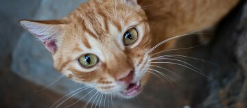 Nahaufnahme einer orangefarbenen Tabby-Katze mit grünen Augen, die nach oben schaut und leicht miaut