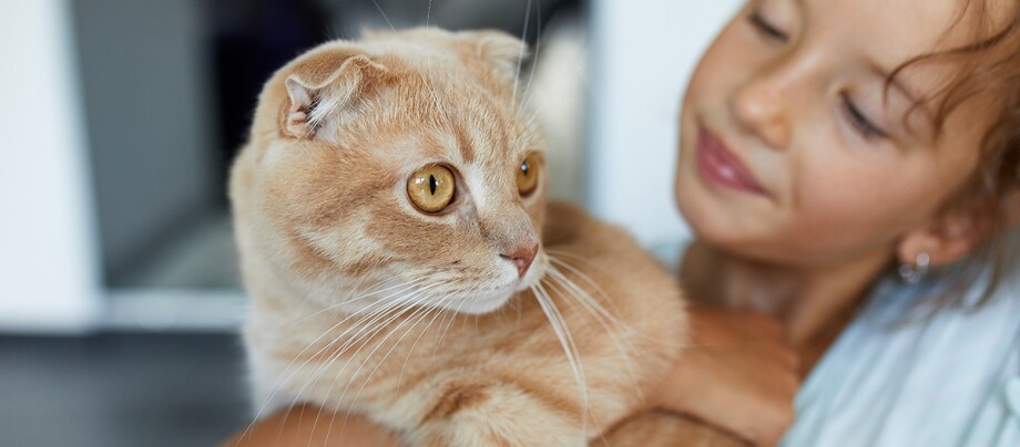 Eine Katze sind auf dem Arm eines Mädchens