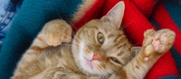 Entspannte rote Tabby-Katze liegt auf bunter Decke und zeigt rosa Pfotenballen