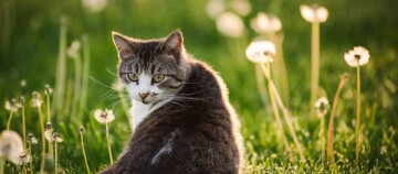 Katze mit grauem und weißem Fell sitzt im grünen Gras zwischen Pusteblumen bei warmem Sonnenlicht