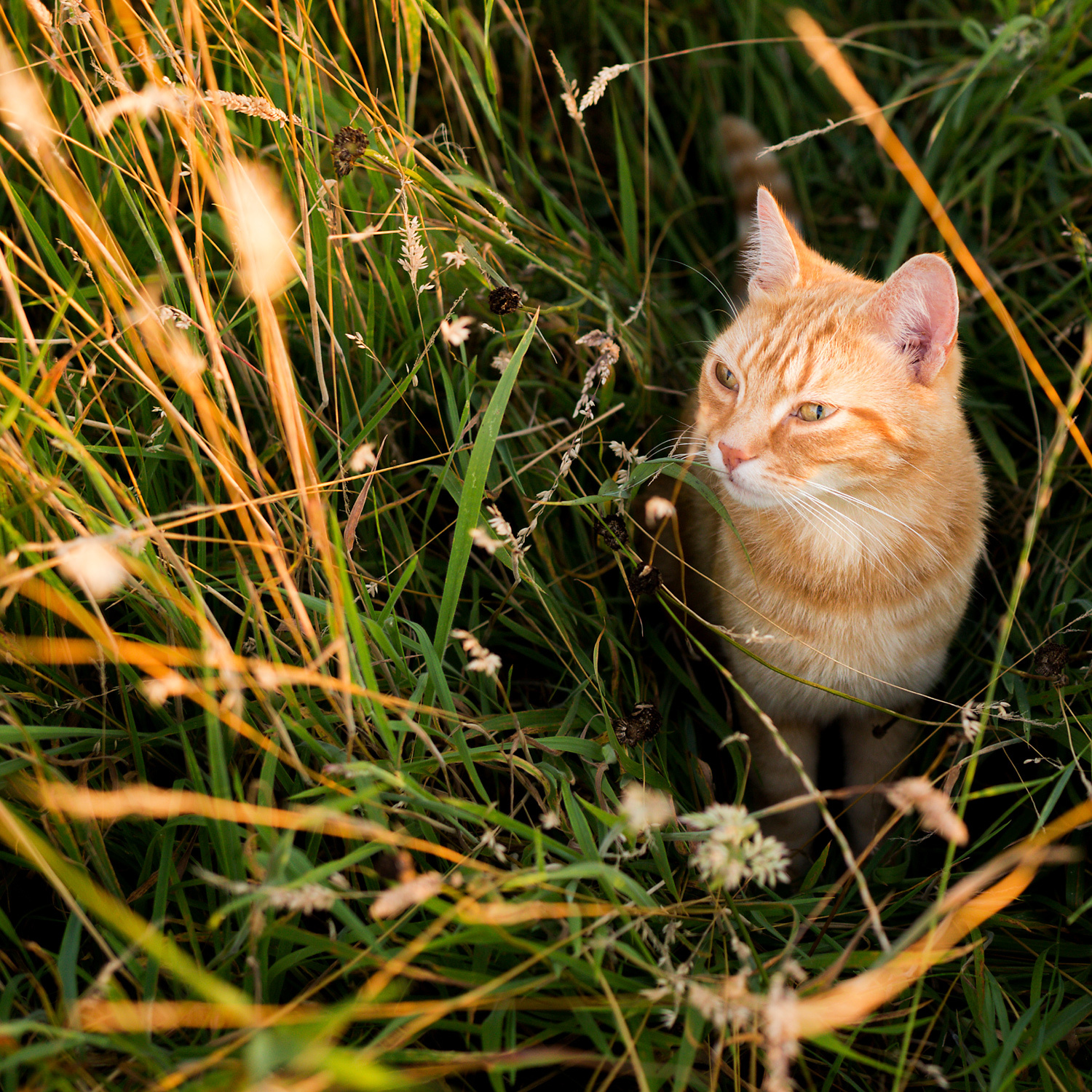 Orangene Katze sitzt im Gras