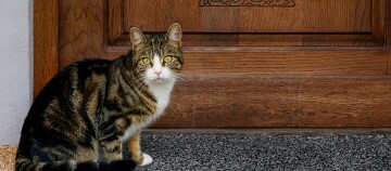 Getigerte Katze mit weißen Pfoten sitzt auf grauer Fußmatte vor einer Holztür
