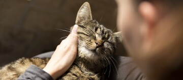 Frau mit einer schmusenden Katze