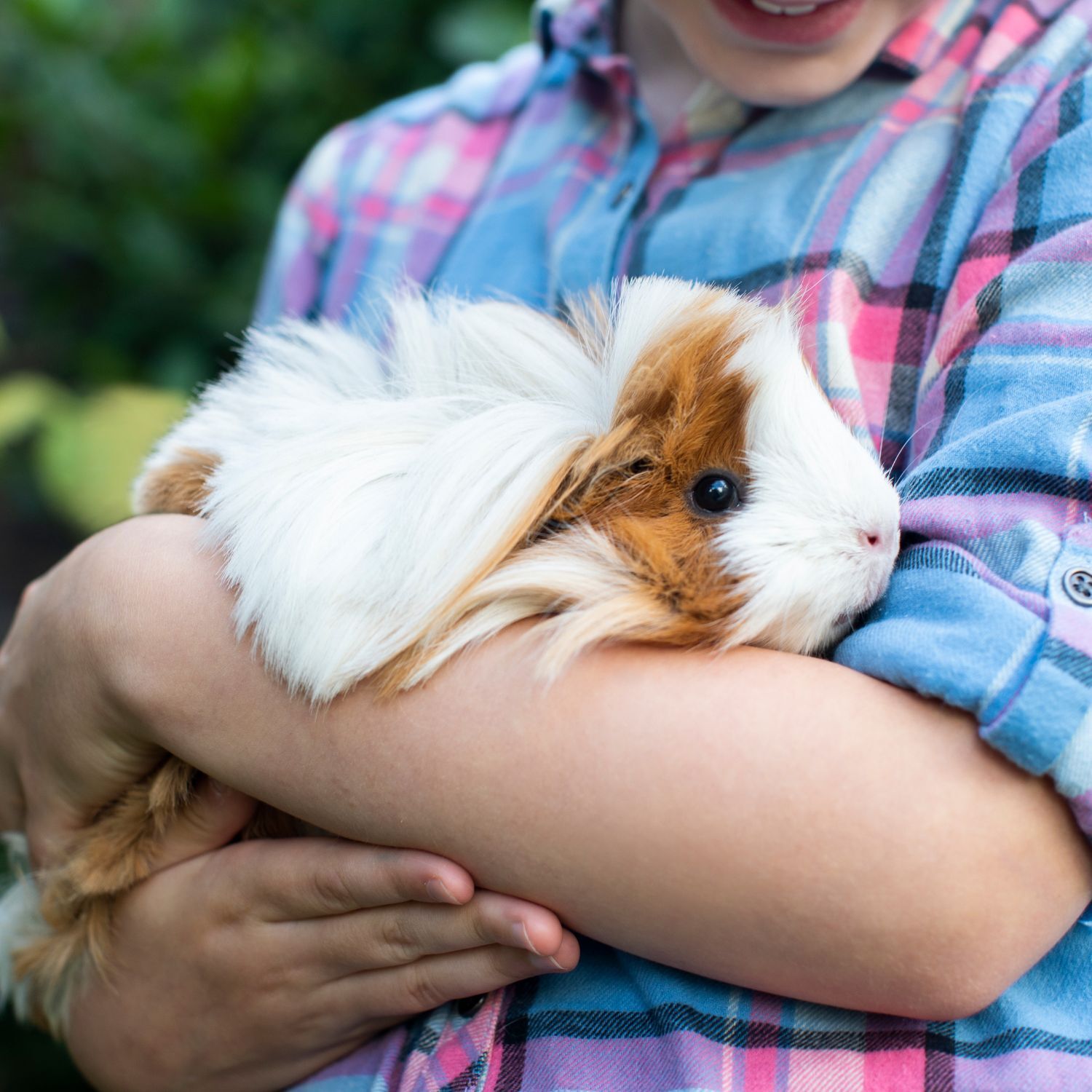 Kind hat ein Meerschweinchen auf dem Arm