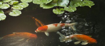 Bunte Koi-Fische schwimmen unter grünen Seerosenblättern in einem ruhigen Gartenteich