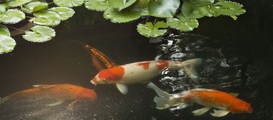 Koi Karpfen im Thai Gartenteich