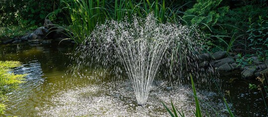 Alles rund um den Teich im Garten Magazin FRESSNAPF