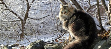 Flauschige langhaarige Katze mit grünen Augen sitzt auf einem Felsen in einer verschneiten Winterlandschaft