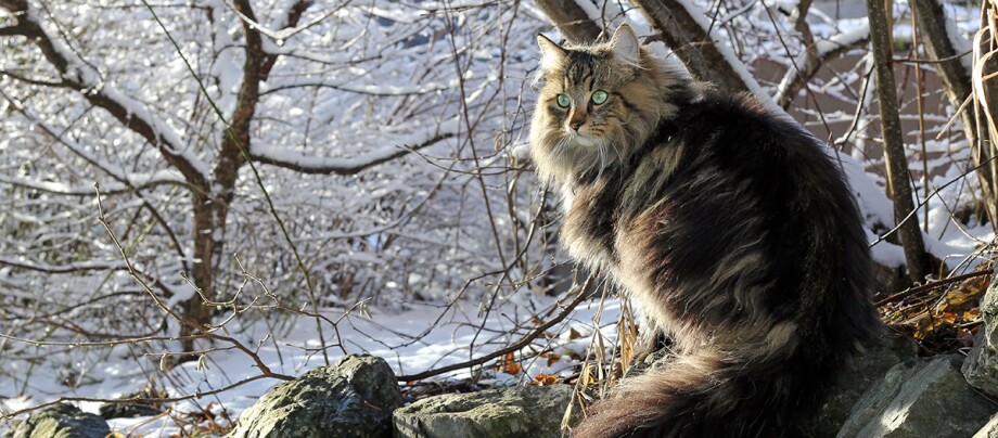 Norwegische Waldkatze im Winter