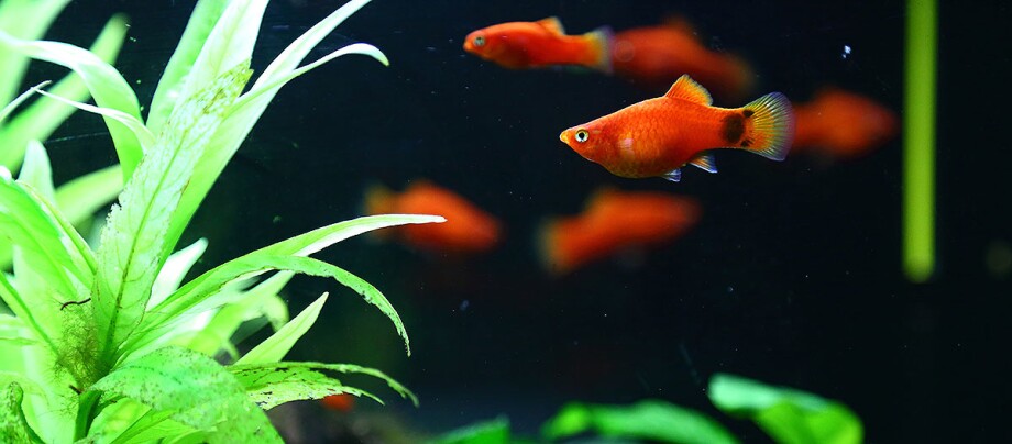 Platy im Aquarium