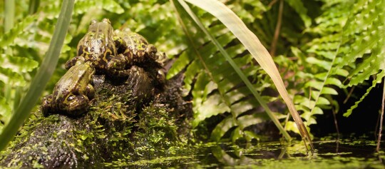 Drei Frösche sitzen auf einem moosbedeckten Baumstamm in einem grünen Feuchtgebiet mit Farnen und Wasserpflanzen.