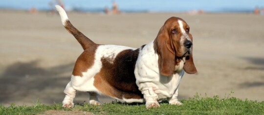 Basset hound steht auf einer Wiese