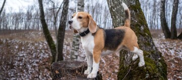 Beagle-Hund steht auf einem Baumstumpf im herbstlichen Wald mit kahlen Bäumen und leichtem Schneefall