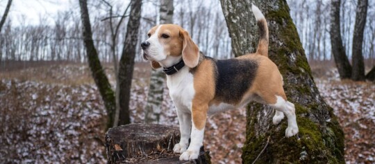 Beagle-Hund steht auf einem Baumstumpf im herbstlichen Wald mit kahlen Bäumen und leichtem Schneefall