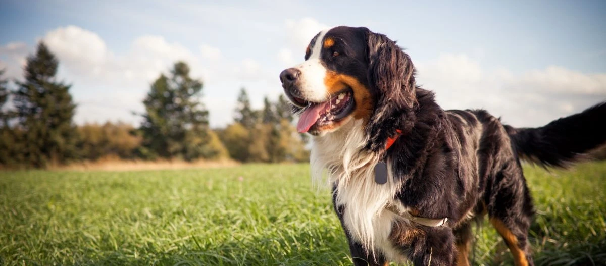 Glücklicher Berner Sennenhund steht auf einer grünen Wiese bei sonnigem Wetter