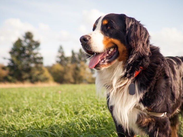 hundebett orthopdisch waschbar Hundebett Baumwolle VISCO orthopdisch ideal fr Allergiker, waschbar   Waidgold