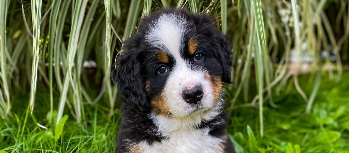 Berner Sennenhund Welpe Gewicht Und Größe Tabelle www.fressnapf.de