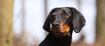 Nahaufnahme eines schwarzen und braunen Dobermann-Hundes mit aufmerksamem Blick im Freien