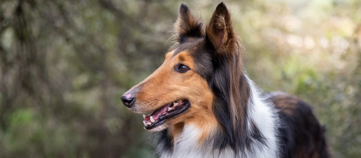 Nahaufnahme eines Collie-Hundes mit braunem, schwarzem und weißem Fell, der aufmerksam in einem bewaldeten Gebiet nach rechts schaut.