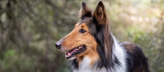 Nahaufnahme eines Collie-Hundes mit braunem, schwarzem und weißem Fell, der aufmerksam in einem bewaldeten Gebiet nach rechts schaut.
