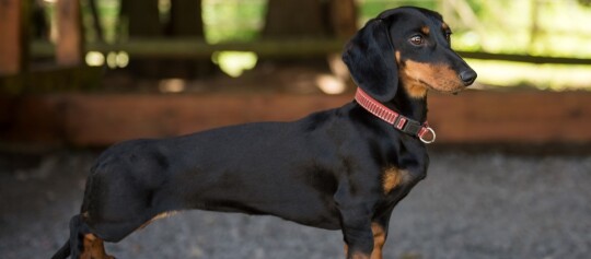 Schwarzer und brauner Dackel mit rotem Halsband steht seitlich auf Kies im Garten