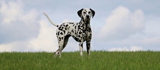 Dalmatiner Hund steht auf grünem Gras vor bewölktem Himmel