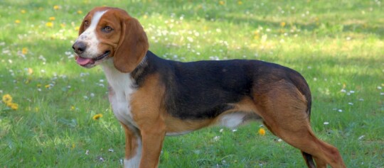 Beagle-Hund steht auf einer grünen Wiese mit Blumen, trikolores Fell, glücklicher Ausdruck