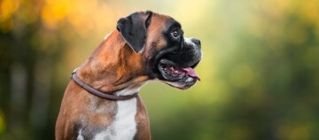 Nahaufnahme eines braunen und schwarzen Boxerhundes mit offenem Maul und herausgestreckter Zunge vor unscharfem grün-gelbem Hintergrund