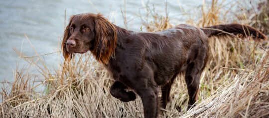 Brauner Hund mit langem Fell steht aufmerksam im trockenen Gras am Ufer eines Sees.