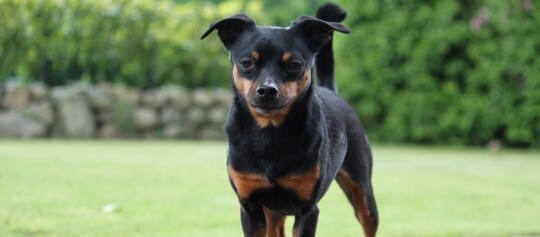 Kleiner schwarz-brauner Hund mit kurzem Fell steht aufmerksam auf grünem Rasen im Garten