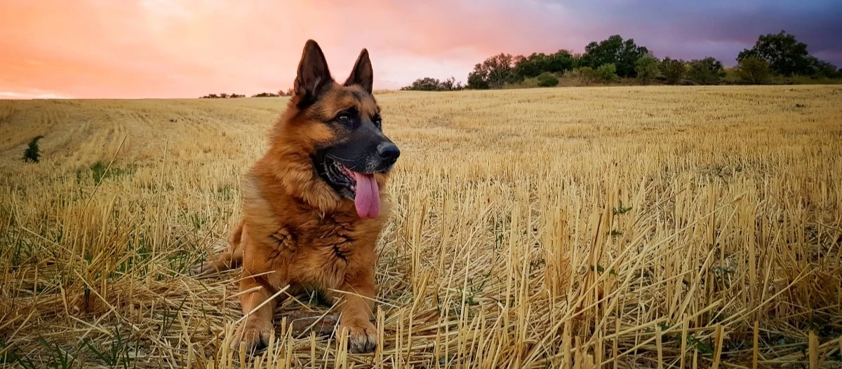 Deutscher Schäferhund liegt auf einem abgeernteten Weizenfeld bei Sonnenuntergang mit buntem Himmel und Bäumen im Hintergrund.