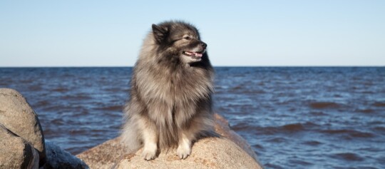 Chien Keeshond à poil long assis sur un rocher au bord de la mer sous un ciel clair