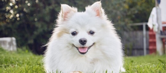 Weißer flauschiger Pomeranian-Hund sitzt glücklich auf grünem Gras im Garten