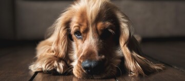 Nahaufnahme eines liegenden goldbraunen Cocker Spaniel Hundes mit langen, welligen Haaren auf einem Holzboden