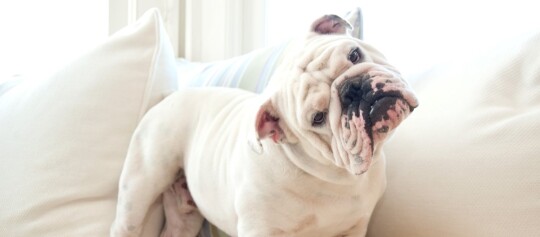 Weißer Englischer Bulldog sitzt auf einem hellen Sofa und neigt neugierig den Kopf