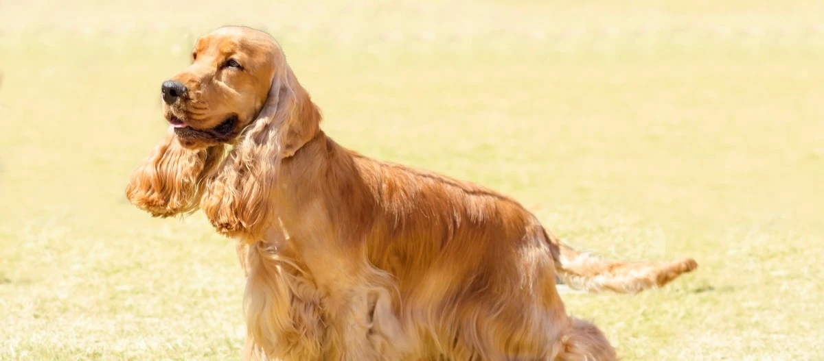 Engelsk cocker spaniel står på en tør græsmark
