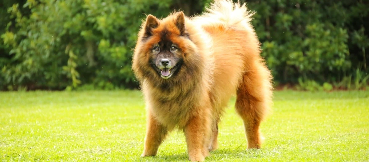Fluffiger braun-schwarzer Eurasier-Hund steht auf grünem Gras vor dichtem Buschwerk