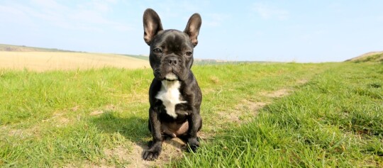 Schwarzer Französischer Bulldoggenwelpe mit weißer Brust sitzt auf einem grasbewachsenen Weg in einem offenen Feld bei sonnigem Wetter