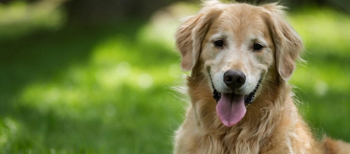 Glücklicher Golden Retriever sitzt auf grünem Gras an einem sonnigen Tag
