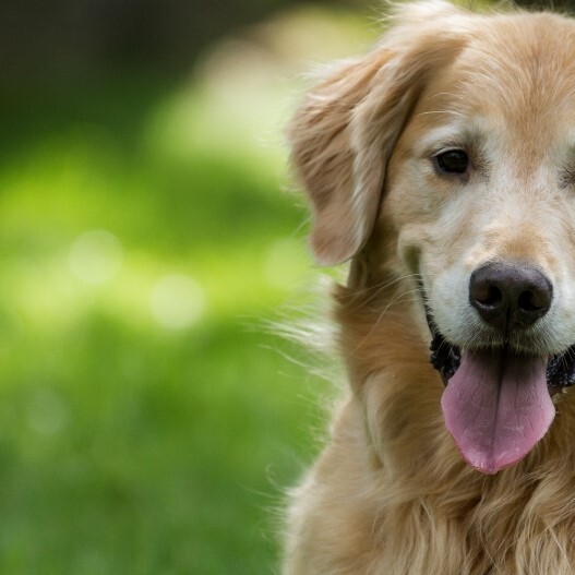 Wann Werden Golden Retriever Geschlechtsreif