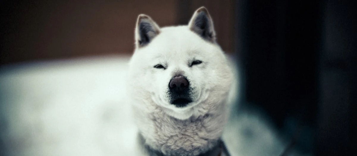 Weißer Akita-Hund mit flauschigem Fell und entspanntem Gesichtsausdruck, Nahaufnahme