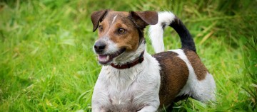 Glücklicher Jack Russell Terrier Hund mit braunen Flecken auf grünem Gras im Freien