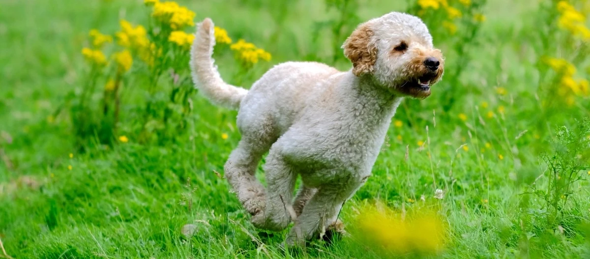 Kleiner lockiger Hund läuft fröhlich durch eine grüne Wiese mit gelben Wildblumen