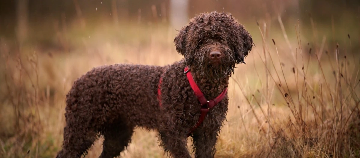 Brauner lockiger Hund mit rotem Geschirr steht im Regen auf einer Wiese mit trockenem Gras