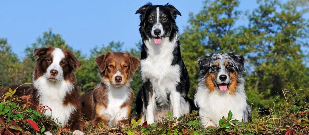 Vier Australian Shepherd Hunde mit verschiedenen Fellfarben sitzen draußen auf einer Wiese vor grünem Hintergrund und blauem Himmel.