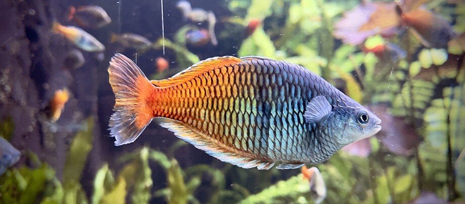 Regenbogenfisch im Aquarium